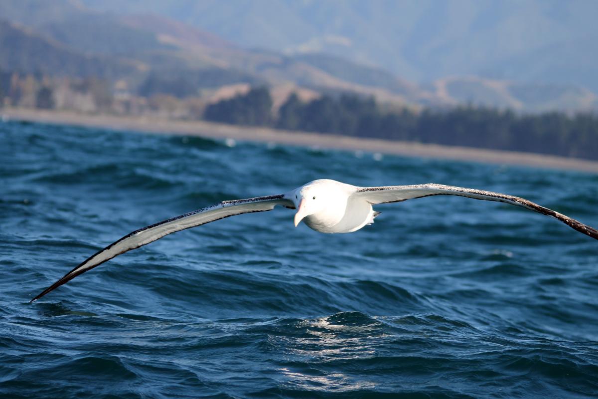 Wandering Albatross (Diomedea exulans)
